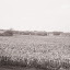 At Lisas in the back, facing northwest. At Lisas in the back, facing northwest.
