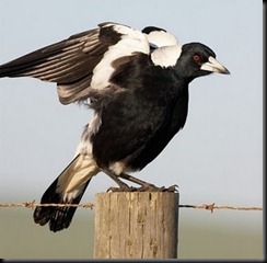 magpie fence