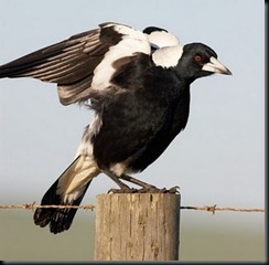 magpie fence magpie fence