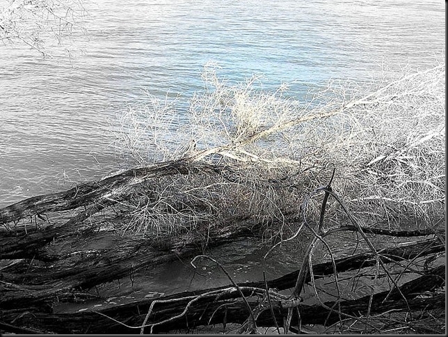 driftwood