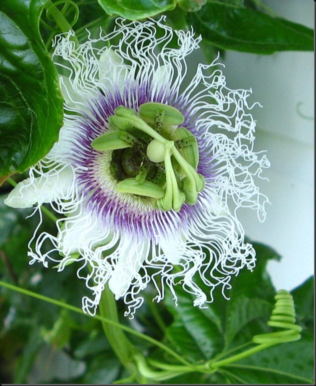 passionfruit passionfruit