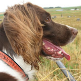 Chasse