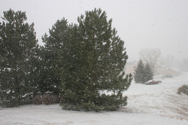 [2011-01-19 Snow Storm (3)[3].jpg]