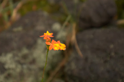 fire flowers.