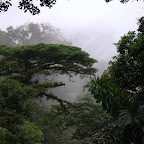 Rain Forest Picture Rainforest Picture.