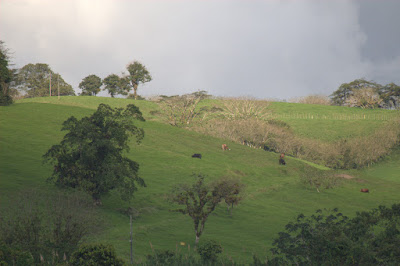 cows feilds and trees. A very pleasent veiw from the boat.