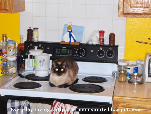 photo of Yum Yum laying on the stove
