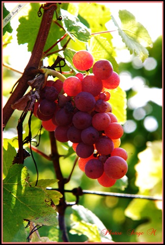 [Raisin rouge[9].jpg]