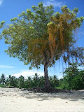 nomad4ever_indonesia_sulawesi_pulau_gangga_CIMG2595.jpg