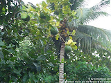 nomad4ever_indonesia_sulawesi_pulau_gangga_CIMG2640.jpg