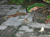 nomad4ever_indonesia_bali_life_CIMG2009.jpg