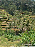 nomad4ever_indonesia_bali_landscape_CIMG1856.jpg