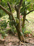 nomad4ever_lombok_indonesia_CIMG5361.jpg