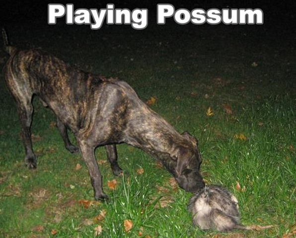 [playingpossum[6].jpg]
