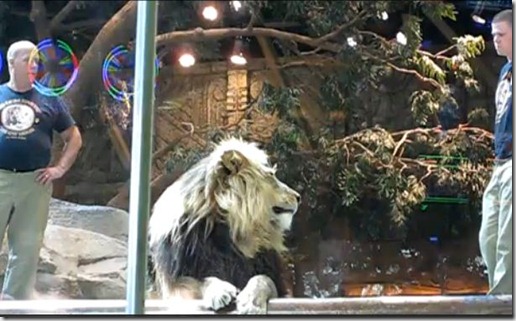 Lion 3