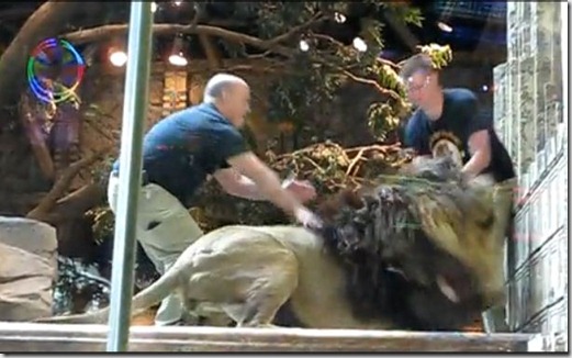 Lion 4
