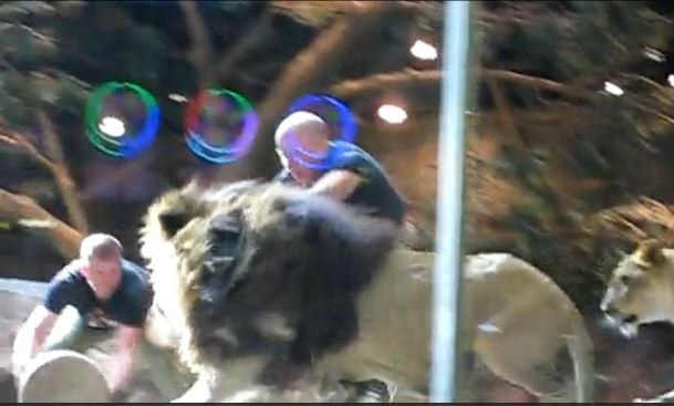 [Lion 6[5].jpg]