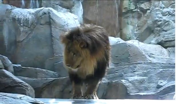[Lion 7[5].jpg]