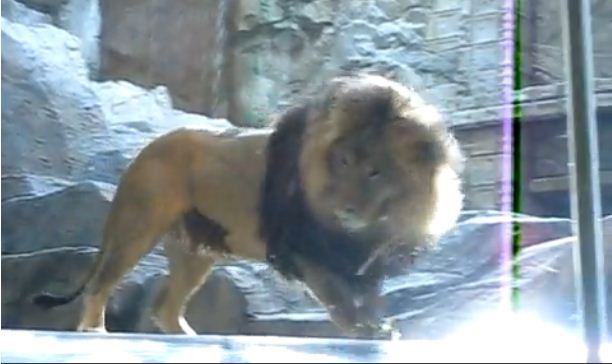 [Lion 8[8].jpg]