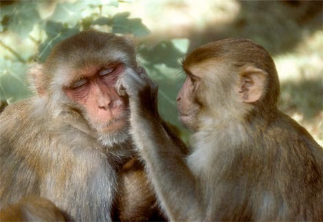 [rhesus-monkeys-grooming[6].jpg]