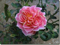 IMG_6535 IMG_6535