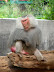 looks so similar to humans
