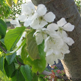 Fiori di ciliegio