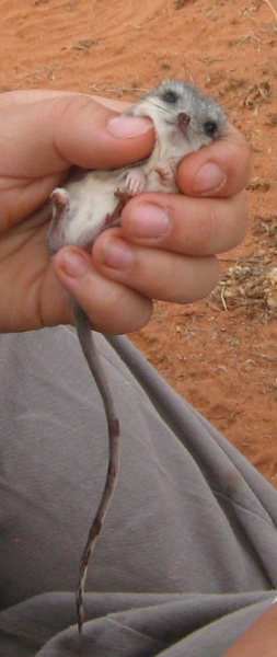 Sandhill Dunnart