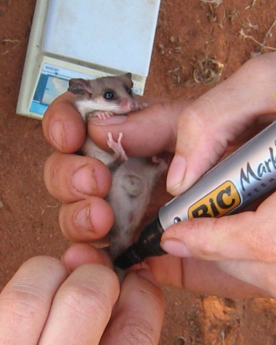 Sandhill dunnart