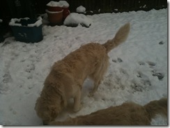 DogsAndSnow2