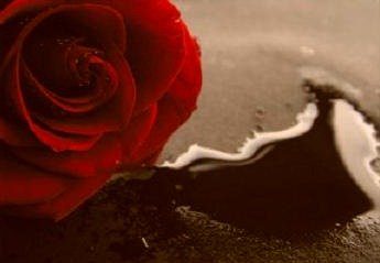 [Blood+Rose+by+TSVN[22].jpg]