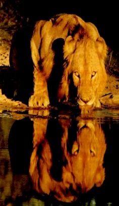 [leao[2].jpg]