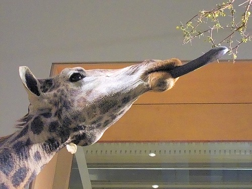 [giraffe_tongu[6].jpg]
