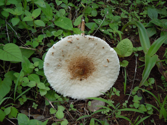 Mushroom