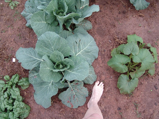 [cabbage plant and my foot[3].jpg]