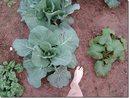 cabbage plant and my foot