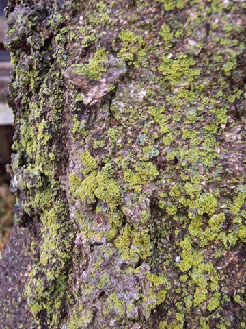 [tree with texture[3].jpg]