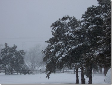 fir trees in snow