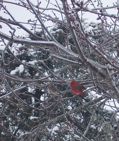 [cardinal on icy branch[3].jpg]