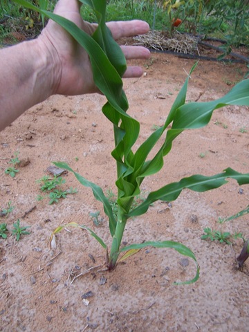 [good day corn 7 26 09[2].jpg]