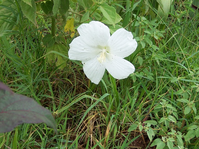 [hibiscus2.jpg]