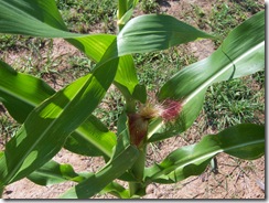 misc and corn 8.23.09 022