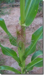 corn Monday 8.24.09 004