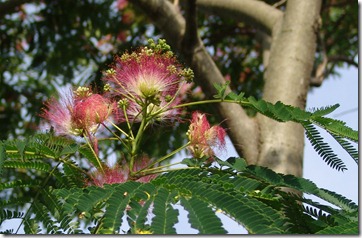 mimosa blooms