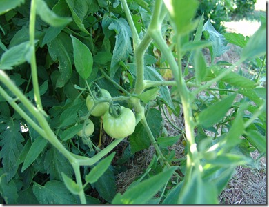sweat, garden, squash and tomatoes 6-21 026