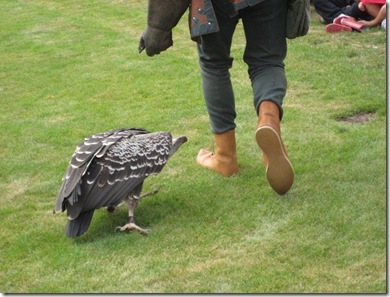 vulture