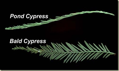 leafcompare