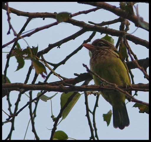 White cheeked Barbet White cheeked Barbet