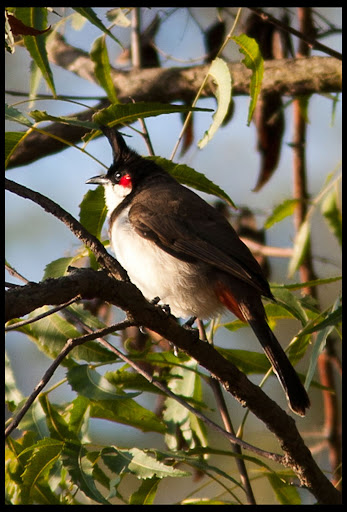 Red-whiskered Bulbul