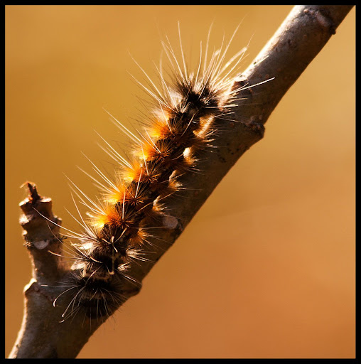 Caterpillar
